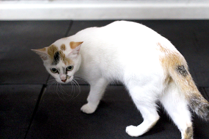 this-gym-adopts-homeless-cats-suki