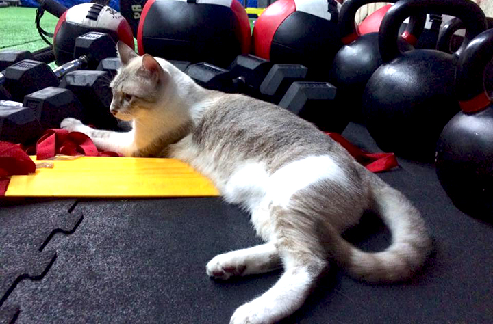 this-gym-adopts-homeless-cats-twix