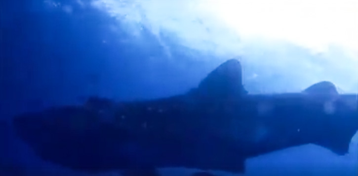 Whale Shark Encounter at Boracay Dive Site