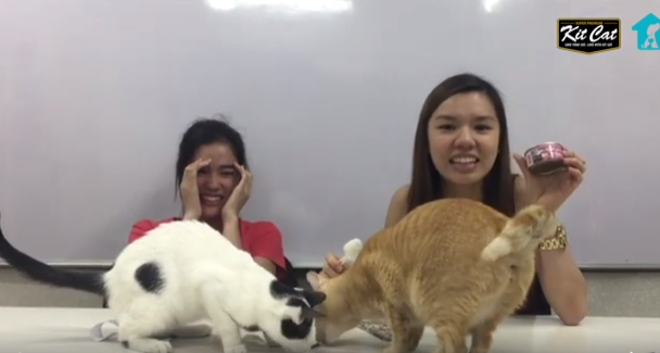 hoomans describe what cat food tastes like