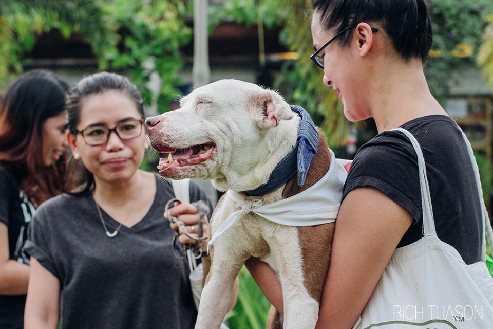 laguna-pitbulls-1