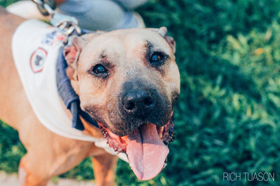 laguna-pitbulls-7