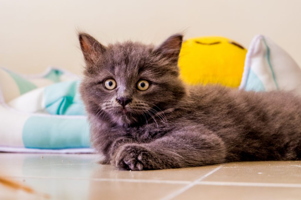 5 MustHaves Before Bringing Your New Cat Home When In Manila