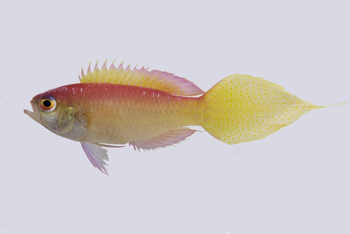 A New Fish Species Discovered Off the Coast of Batangas