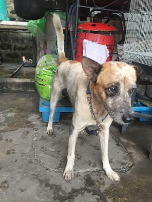 PSA Stray Dog