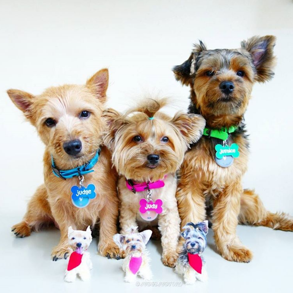 Can You Bring A Dog From Philippines To Usa