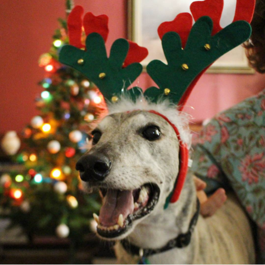 animal christmas