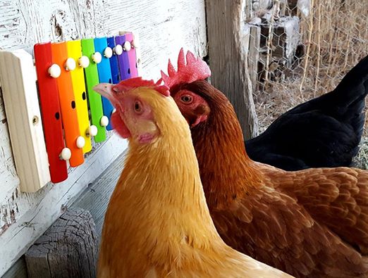 chicken