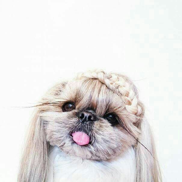 Look This Dog Is Sporting Really Cute Hairstyles When In