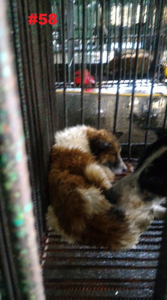 Dogs at Markina City Pound