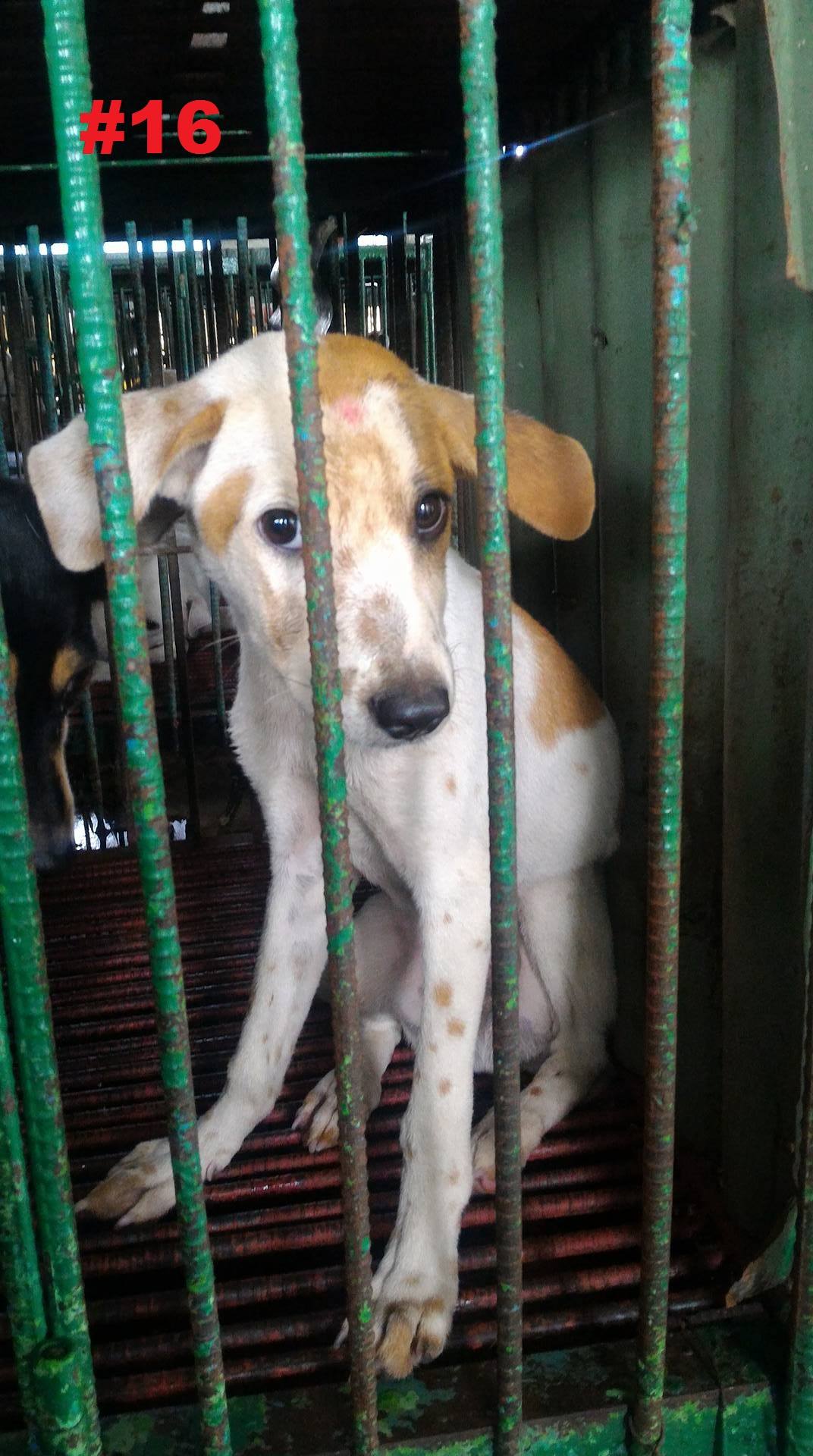 Dogs at Markina City Pound