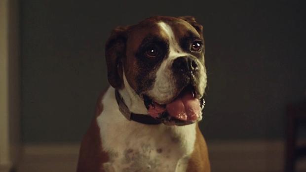 Cute Christmas Ad Stars a Bunch of Animals and You'll Love It