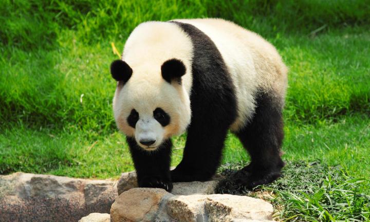 YAY! Giant Panda No Longer Endangered! 1 panda-1