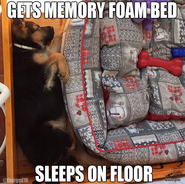 dog memes
