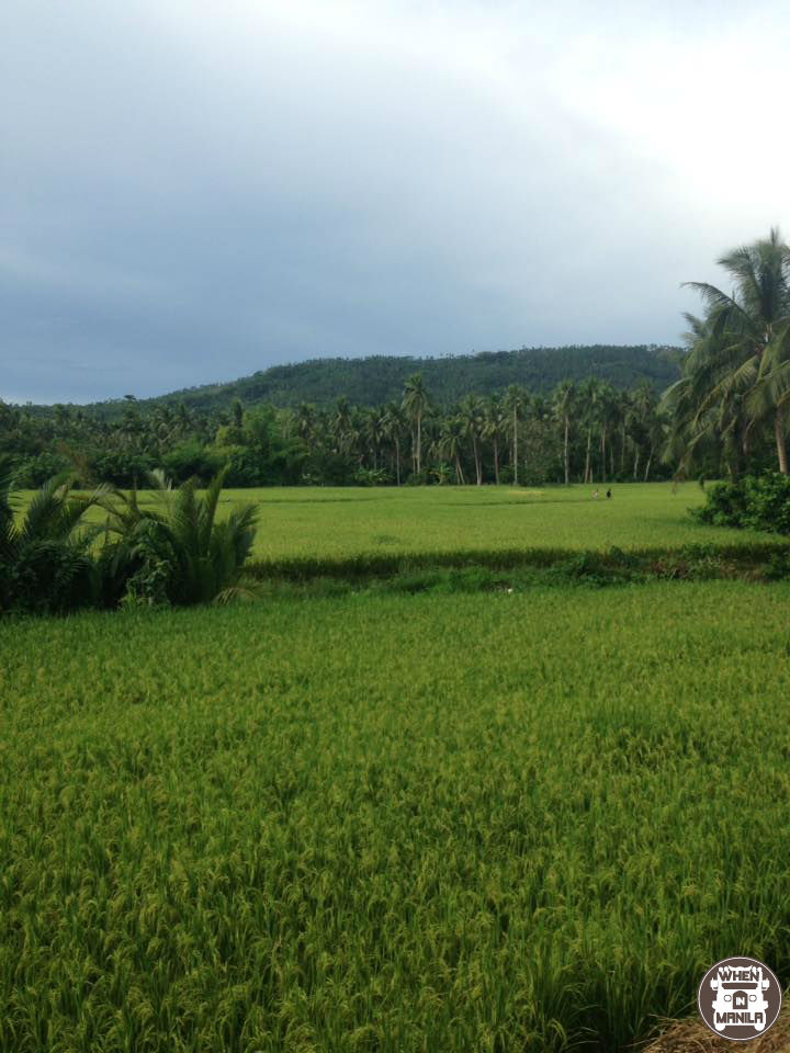 Top 10 Reasons to Visit Magallanes, Sorsogon ASAP 9 greenery