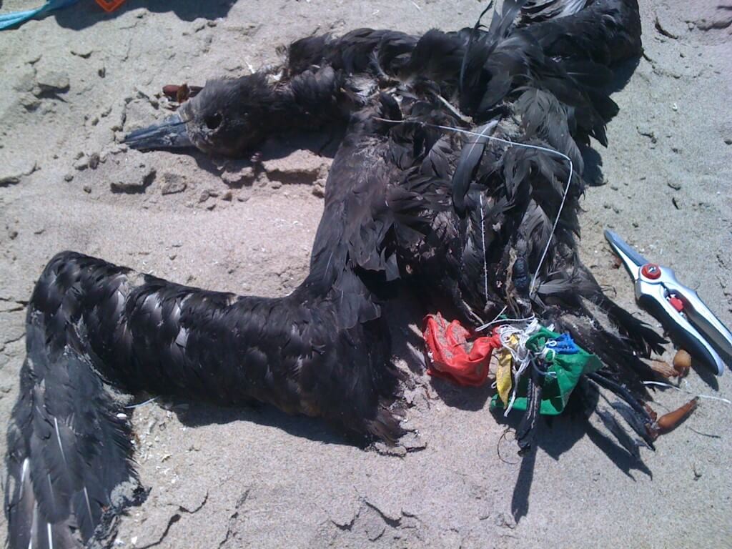 Marine creatures killed by balloons and sky lanterns