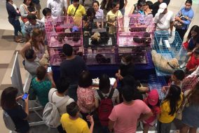 Illegal pet selling at Ayala Fairview Terraces , Quezon City Why you shouldn't buy pets from pet shops