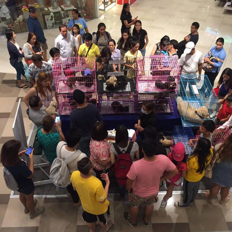 Illegal pet selling at Ayala Fairview Terraces , Quezon City 