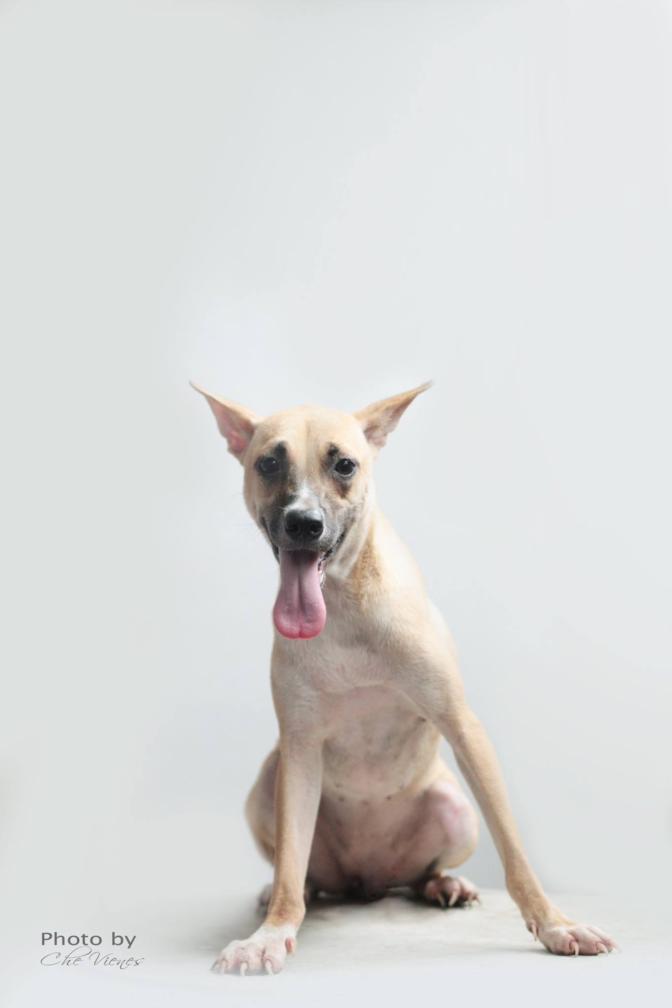Dolly CARA dog for adoption