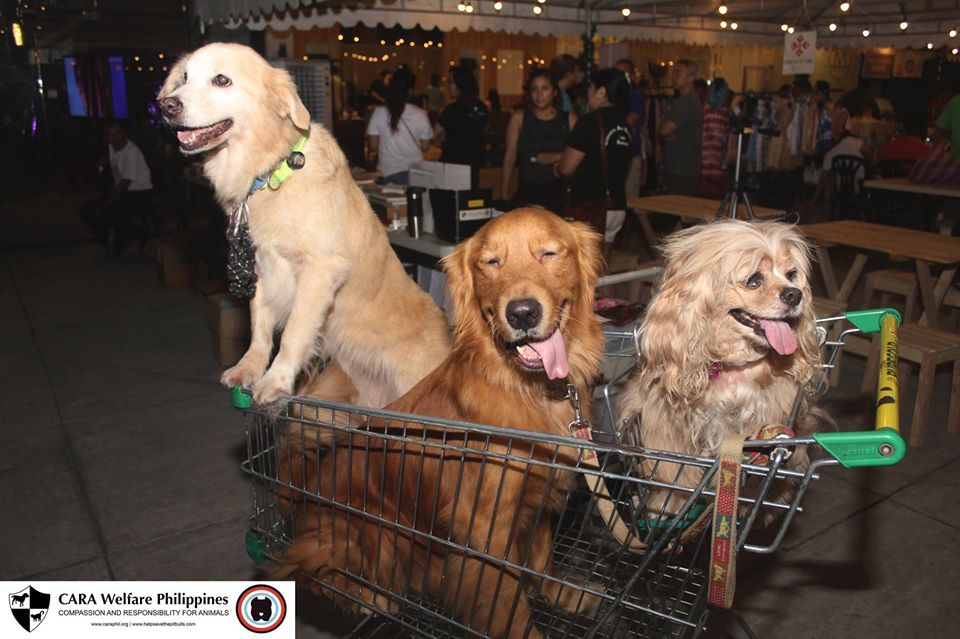 Ginger, T-Bone, and Kimchi - CARA ambassadogs - adopted / rescued dogs