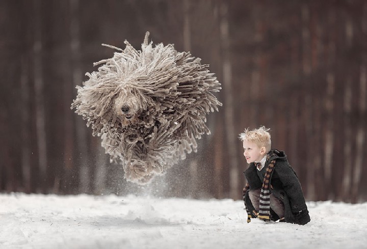 Giant "Mop" Dog Playing in the Snow
