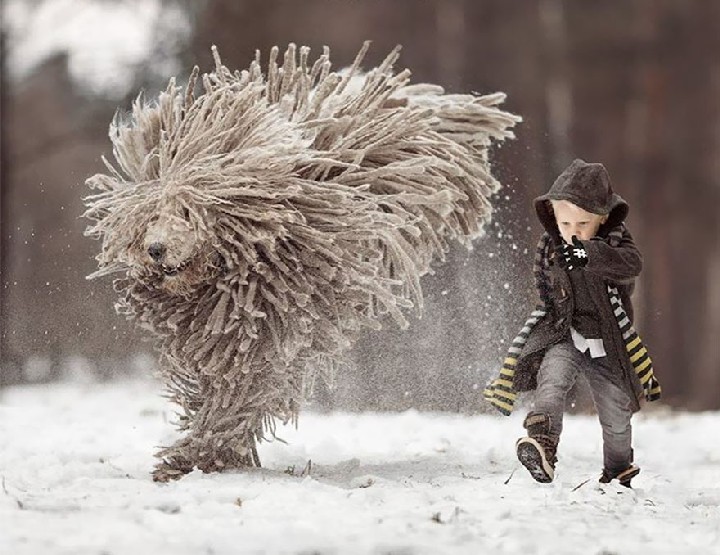 Giant "Mop" Dog Playing in the Snow
