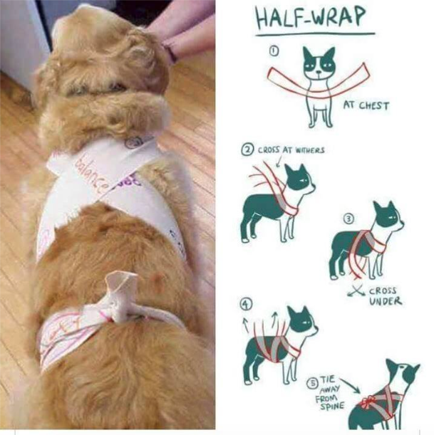 How To Make A Thundershirt For A Dog LOOK: How To Make A DIY Thundershirt To Calm Your Pets During The New Year  - When In Manila