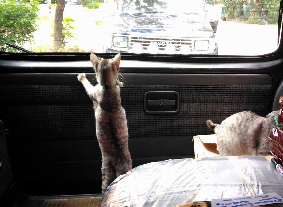 part cats