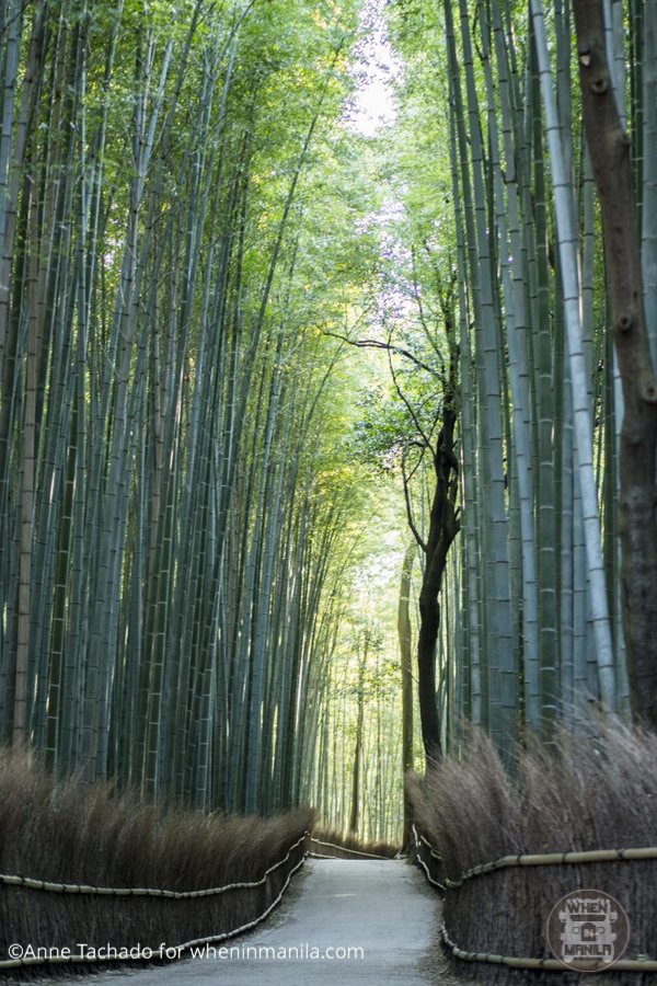 postcardsfromkyoto-bamboo-grove