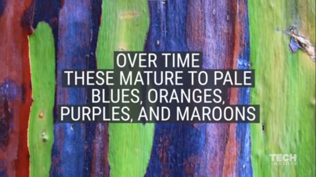 rainbow tree