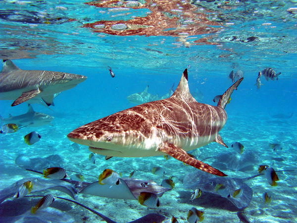 sharkfin3