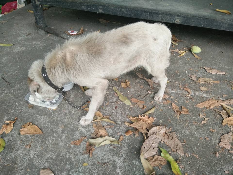 Abandoned dog PCU 4
