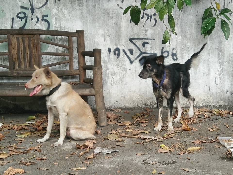 abandoned dogs 2
