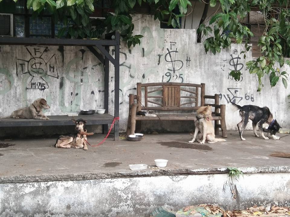 abandoned dogs