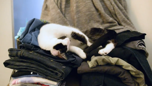 cats doing jobs