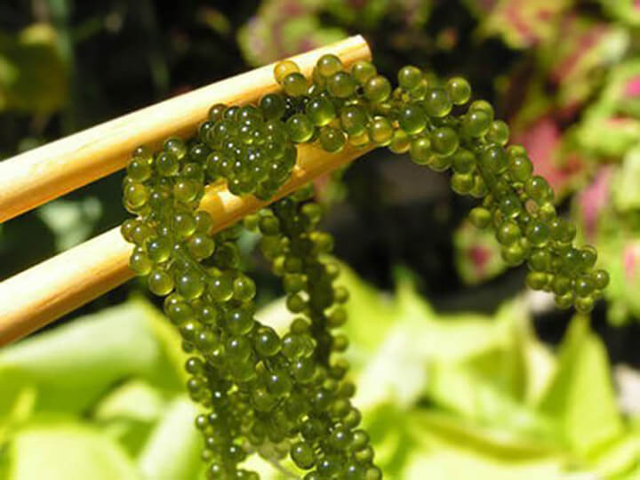 LOOK- This Humble Seaweed is Being Called Green Caviar