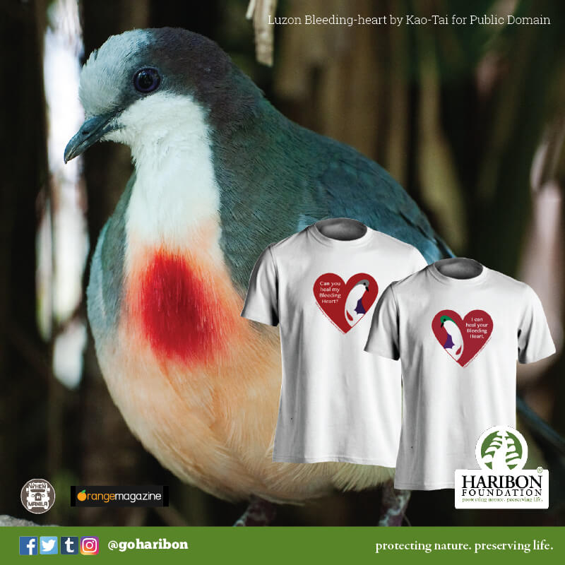 Luzon Bleeding Heart Pigeon - Haribon