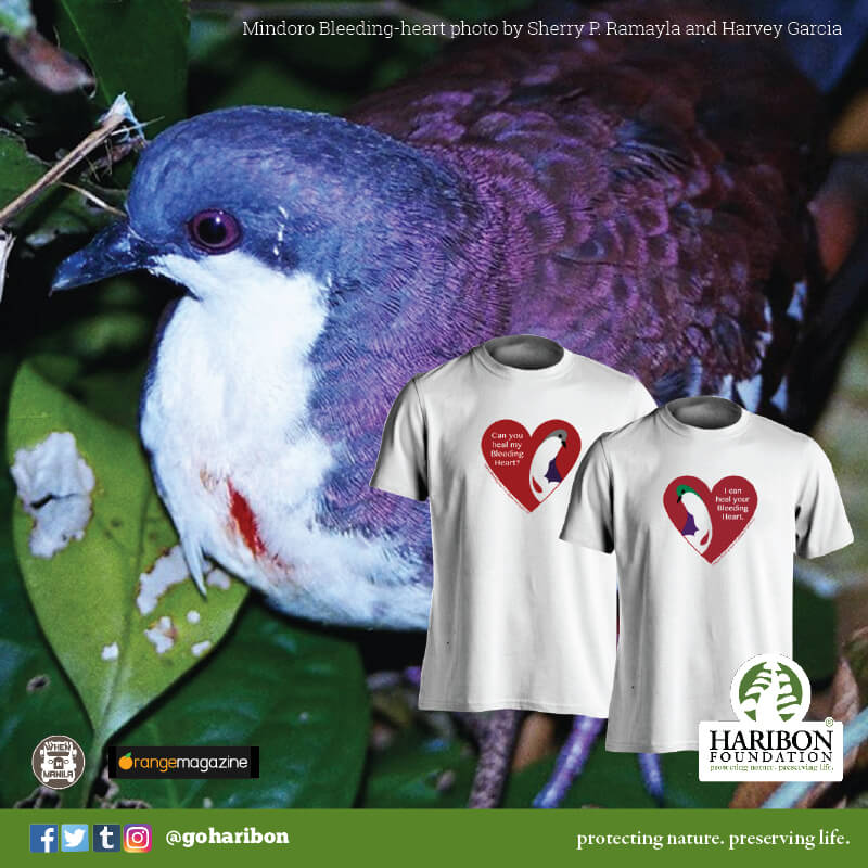 A Bird Close to Our Hearts is Near Extinction 3 The Mindoro Bleeding-heart