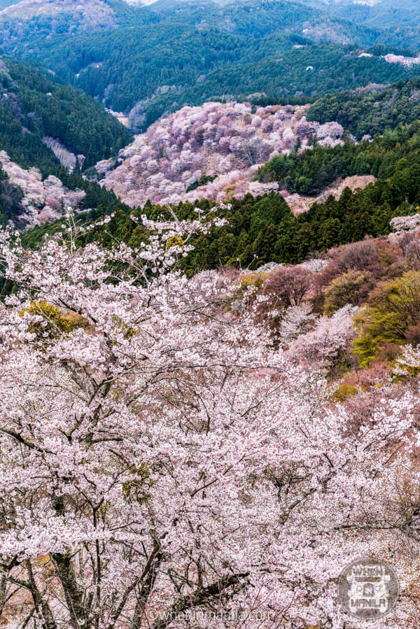 The views of Sakura at Mt. Yoshino-10