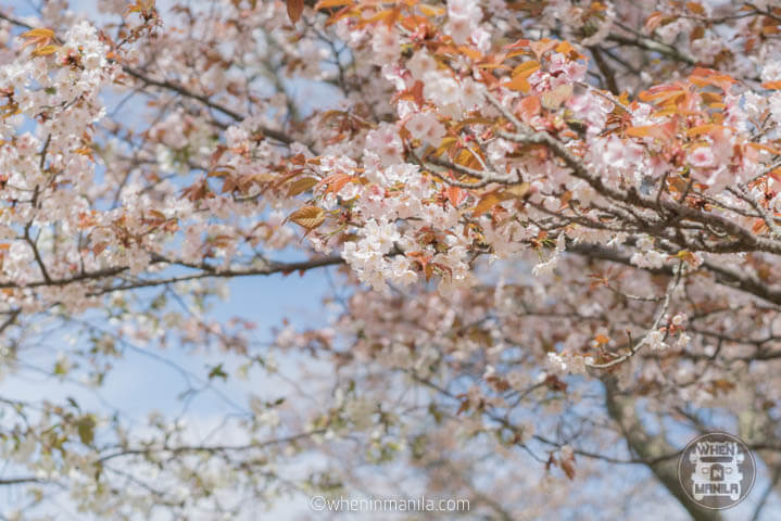 The views of Sakura at Mt. Yoshino-3