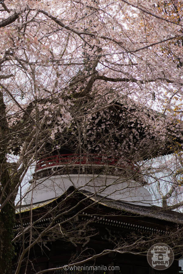 The views of Sakura at Mt. Yoshino-8