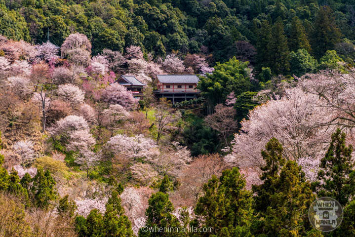The views of Sakura at Mt. Yoshino