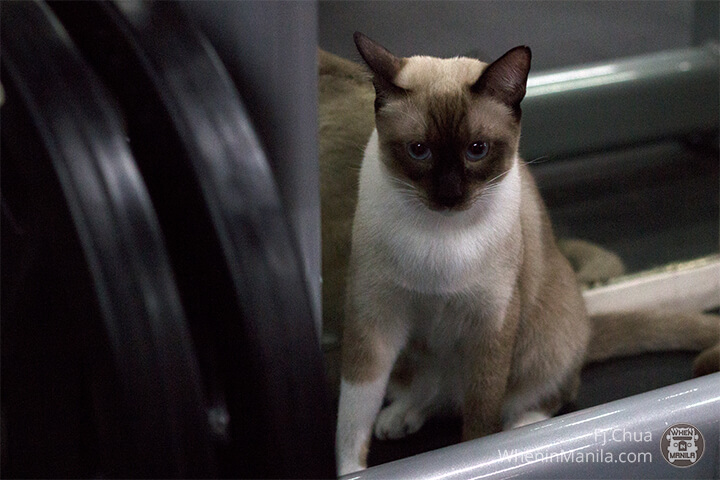 Uniflex Gym with Cats 3