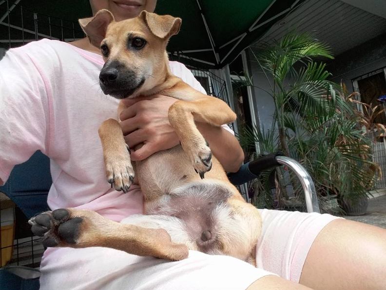 baninay three legged dog