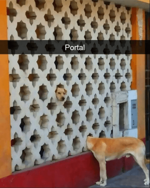 funny animal snaps1