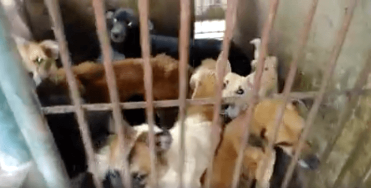 help these dogs in need
