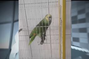 parrot singing rihanna