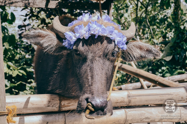 Nurture Wellness Village