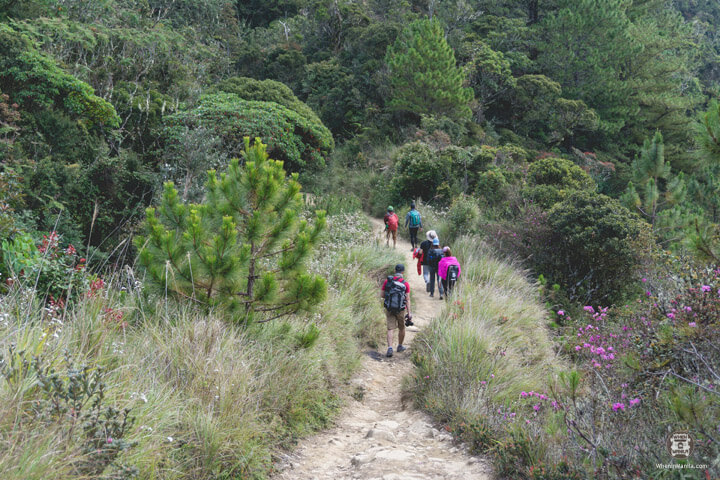 Peak Pursuits-Pulag3