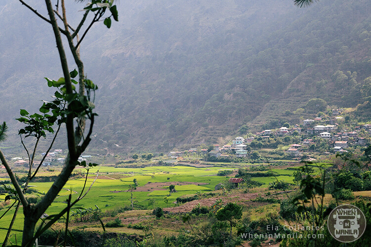 Sagada's breathtaking views - rice terraces 2